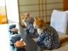 Фото: Кот и чайная церемония.