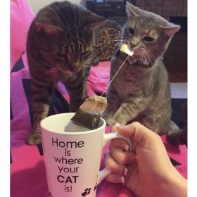 Фото: Дом — там где кот, а чай — там где заварка… а не опилки в пакетиках.