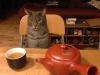 Фото: Кошка сидит за столом перед чашкой с чаем.