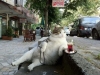 Фото: Кот пьет чай на улице.