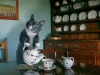 Фото: Кошка наливает чай.
